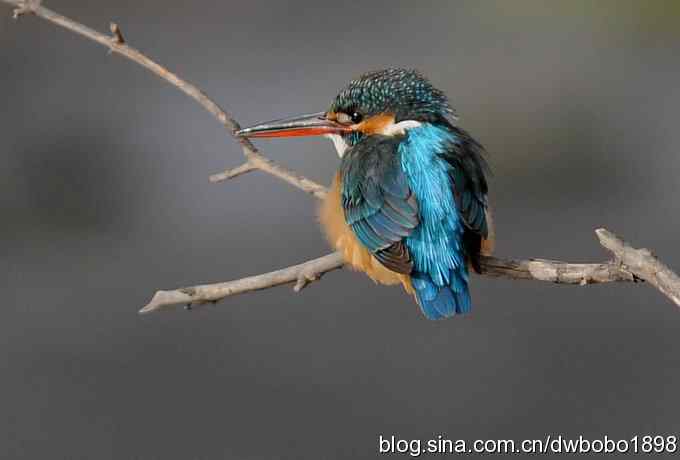 山光悦鸟性 wbr偶心竞翔飞 山光悦鸟性 wbr偶心竞翔飞