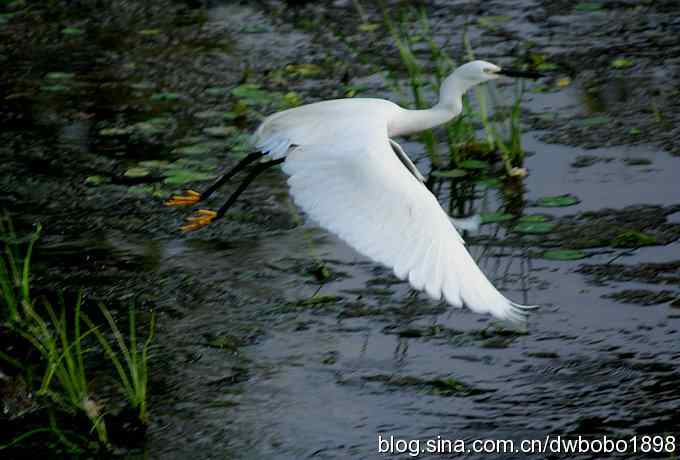 鸟友同游怀沙河