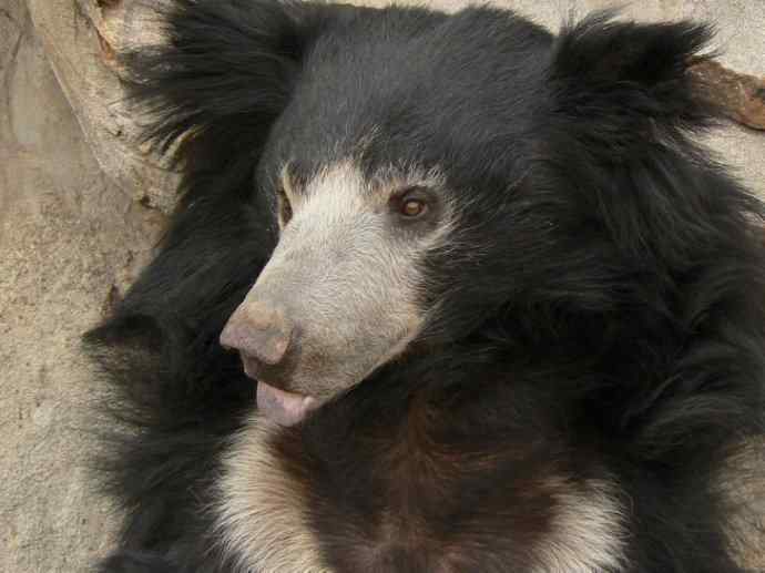 盘点十二大著名食蚁动物:懒熊 盘点十二大著名食蚁动物:懒熊