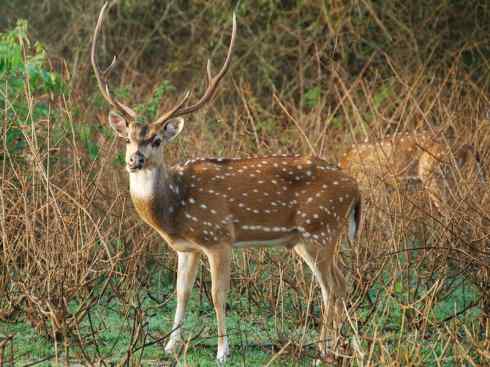 麒麟：传说的兽原型探秘（麋鹿）