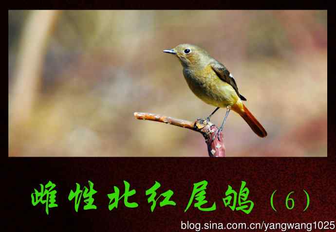 雌性北红尾鸲（6）