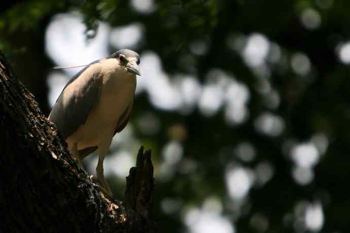 穷人初哥打鸟习作 穷人初哥打鸟习作