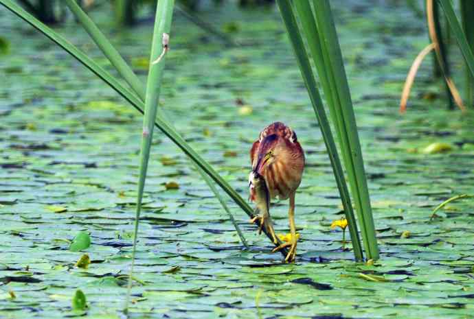 捕鱼的黄苇鳽（记实）2