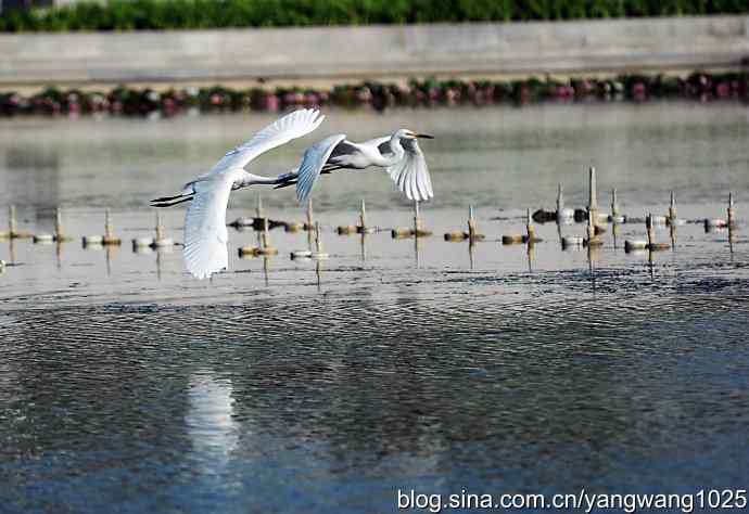飞(白鹭)2 飞(白鹭)2