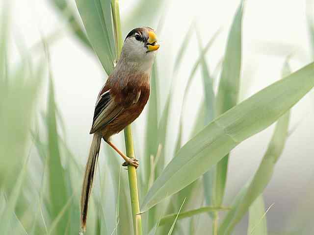衡水湖印象(震旦鸦雀)
