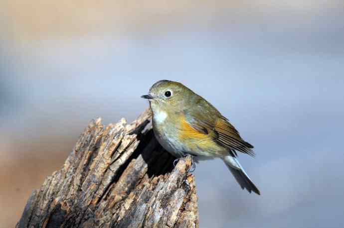 雌性红胁蓝尾鸲（27）