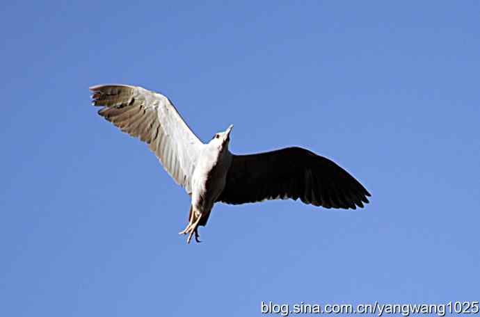 飞(夜鹭)1 飞(夜鹭)1