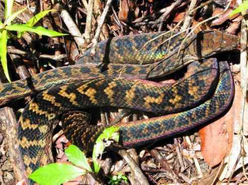 龙：传说的兽原型探秘（树蟒类）