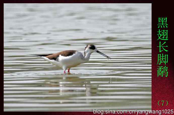 黑翅长脚鹬（7）