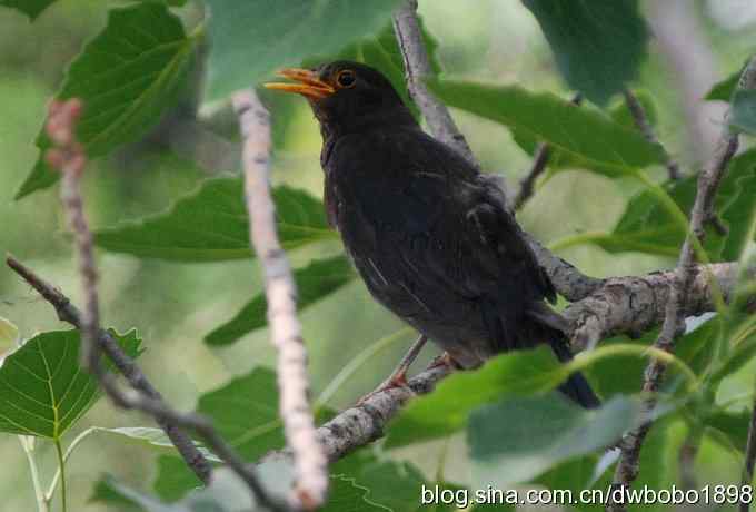 植物园六月的花鸟