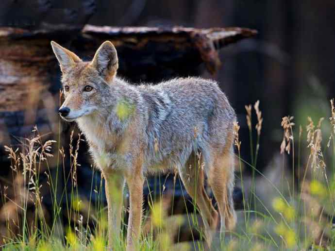 犬科:犬亚科犬属之郊狼、红狼 犬科:犬亚科犬属之郊狼、红狼