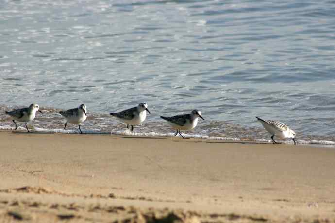 摄鸟拾趣（五） wbr三趾鹬 wbr2008.09