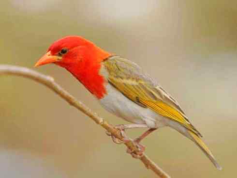 极品红色鸟类：红艳织雀