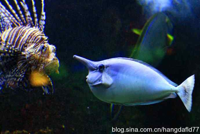 独角兽单挑长须狮子