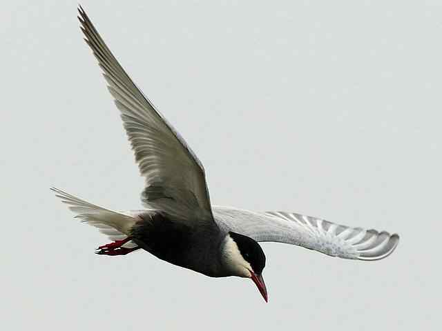 衡水湖印象(彩鹬及其它)
