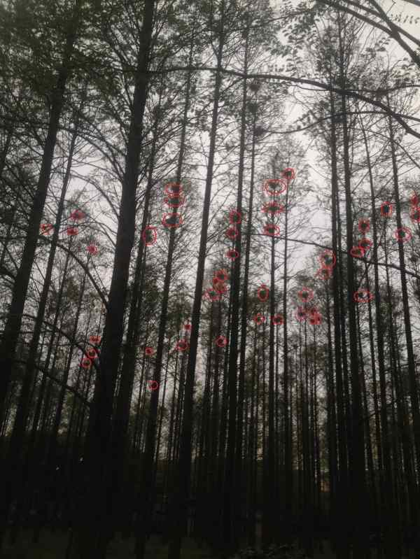 上海交通大学校园捣毁鸟窝事件真相