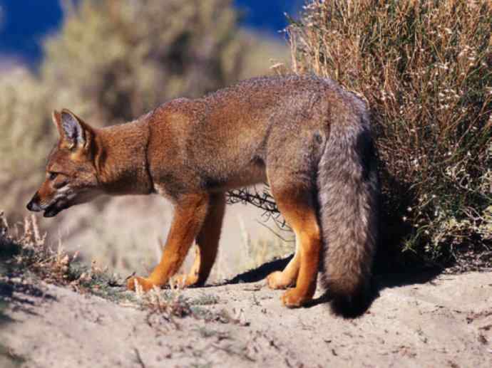犬科：狐亚科伪狐属之高地狐、河狐、秘鲁狐