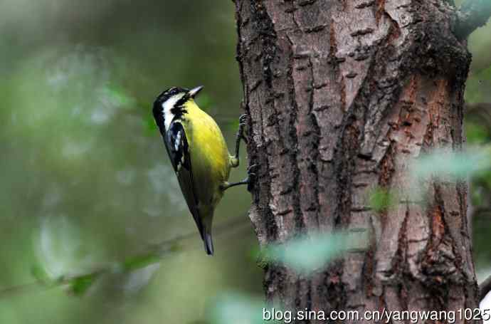 黄腹山雀(9) 黄腹山雀(9)