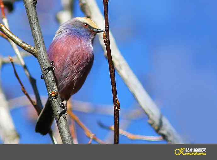 川西高原的美丽精灵-花彩雀莺【实拍】