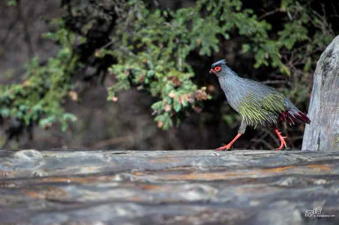 四月拍到九只鸡