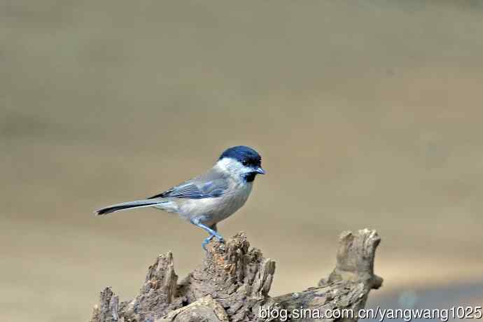 北京天坛公园的鸟类——沼泽山雀（1）