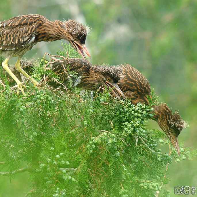 小白鹭与小夜鹭 小白鹭与小夜鹭