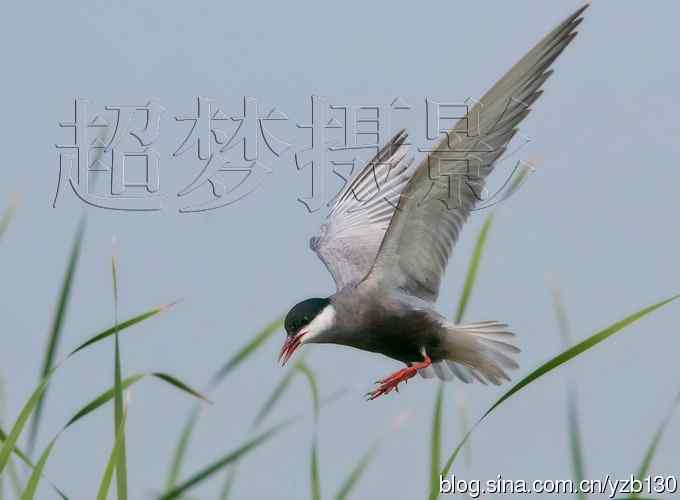 这世界，我来了！任凭风暴漩涡鈥︹Γㄗ橥迹25张图片）