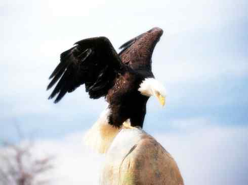 白头鸟系列:另类的美丽(白头海雕) 白头鸟系列:另类的美丽(白头海雕)