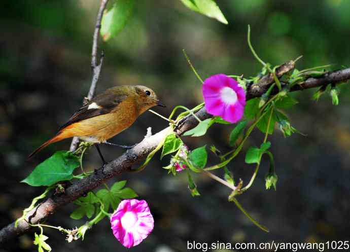 北京天坛公园的鸟类——雌性北红尾鸲（5）