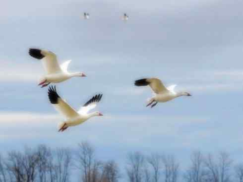 雁鸭之最之五（雪雁、坎贝尔岛鸭）