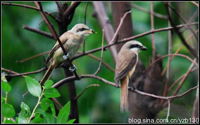 金海湖的鸟（5）鈥斺斆坝甏虻降幕冶巢停ㄗ橥迹