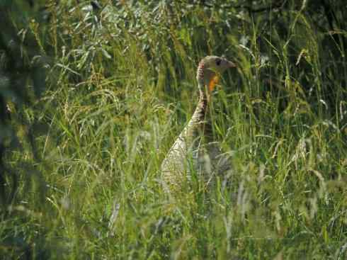 奇特的盔：眼斑吐绶鸡