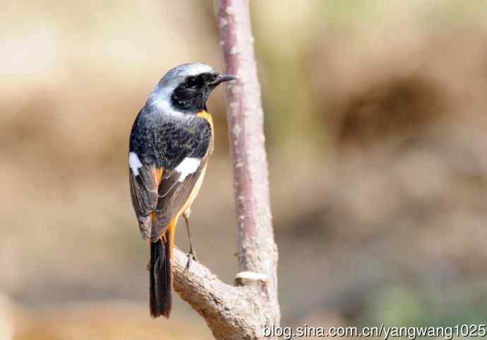 雄性北红尾鸲（11）