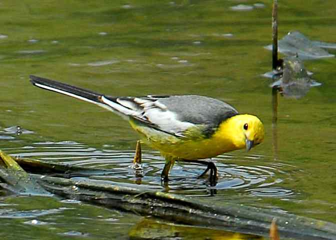结伴打鸟(沙河水库)