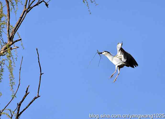 飞(夜鹭)18 飞(夜鹭)18