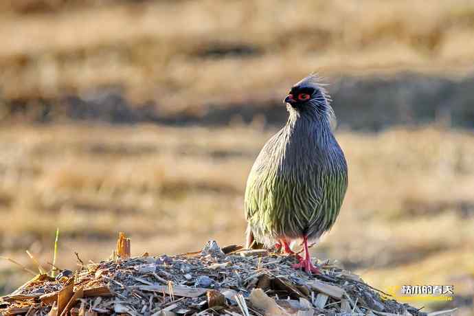 帕姆岭拍鈥溠翕