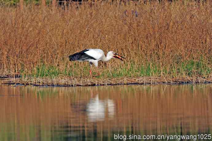 捕鱼进餐的东方白鹳