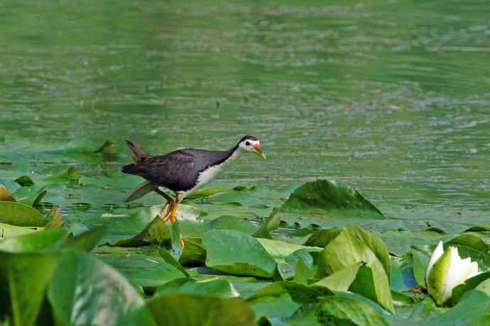 白胸苦恶鸟(1) 白胸苦恶鸟(1)