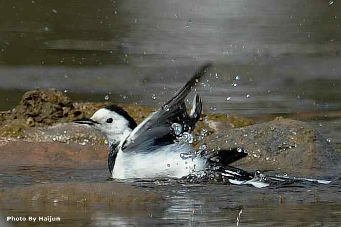 鸟为悦己者容(白鹡鸰梳洗版)