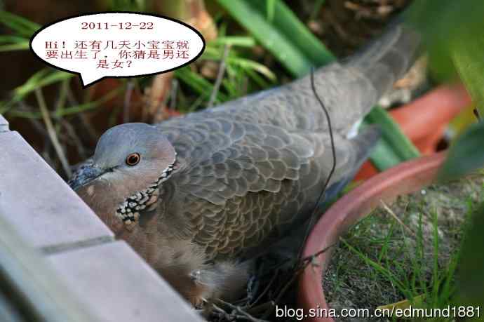 珠颈斑鸠育儿记