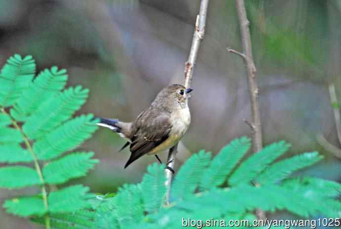 红喉姬鹟（12）