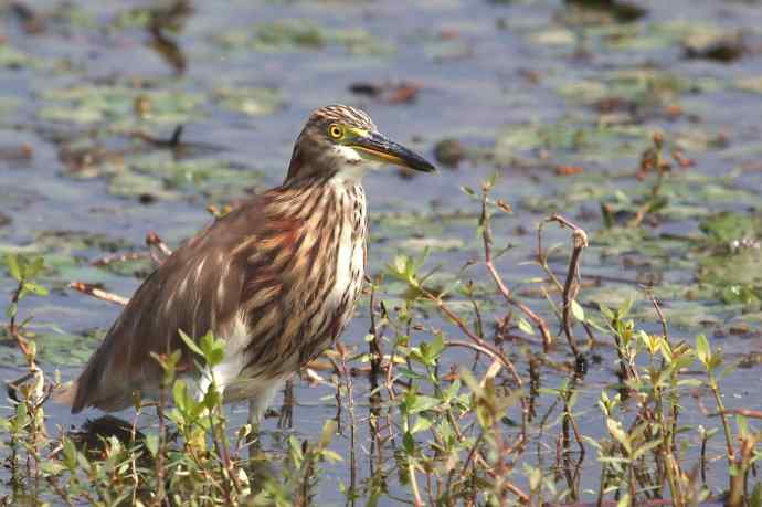 摄鸟拾趣 wbr池鹭的再邂逅