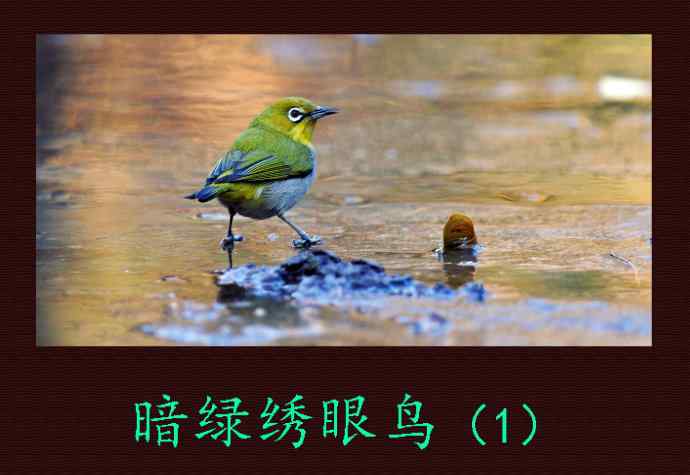 暗绿绣眼鸟（1）