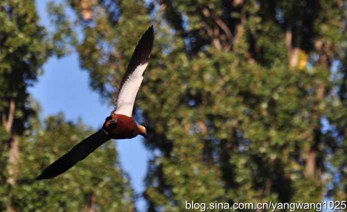 飞 wbr(赤麻鸭) wbr1 飞 wbr(赤麻鸭) wbr1