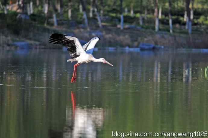 寻鱼觅食的东方白鹳 寻鱼觅食的东方白鹳