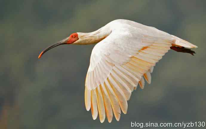 国之瑰宝，鸟类珍品鈥斺斨禧q（组图）