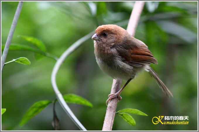 忙中偷闲拍只鸟【照片】