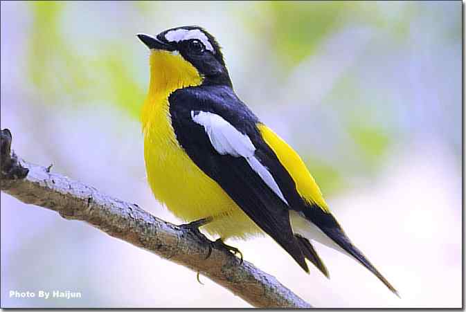  点击图片或使用键盘← →翻页