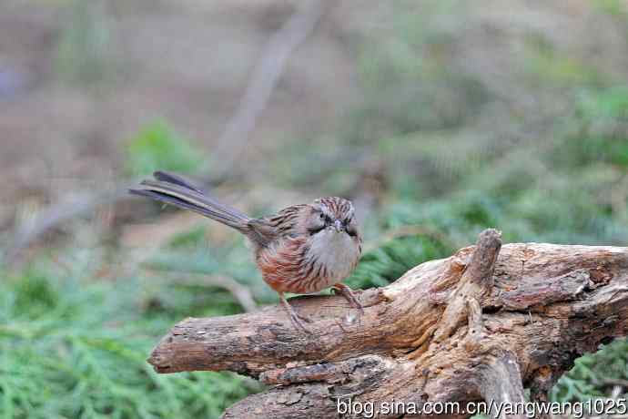 山鹛（记录版）
