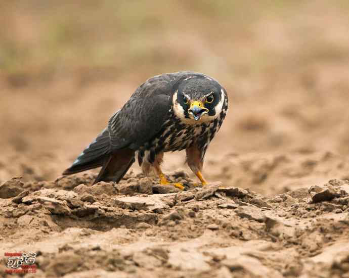 官厅水库&nbsp;wbr路&nbsp;wbr再拍燕隼